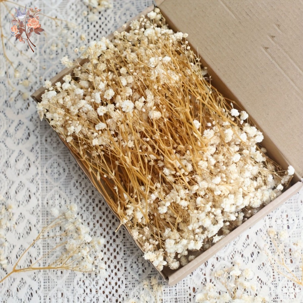 100 Piezas de Flores Secas de  - Art Craft Flower reseña y precio